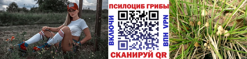 Псилоцибиновые грибы MAGIC MUSHROOMS  где можно купить наркотик  Сковородино 
